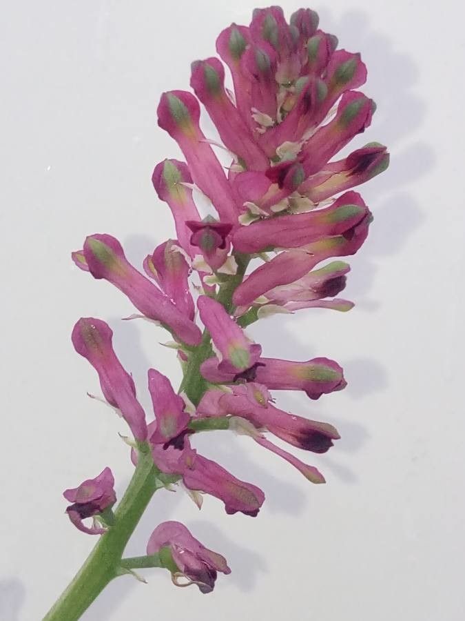 Fumaria densiflora flower