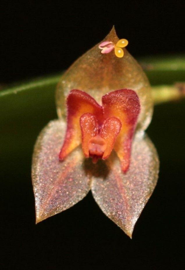 Lepanthes cremersii flower