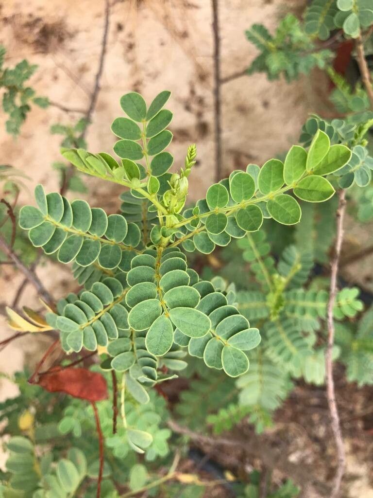 Senna auriculata leaf