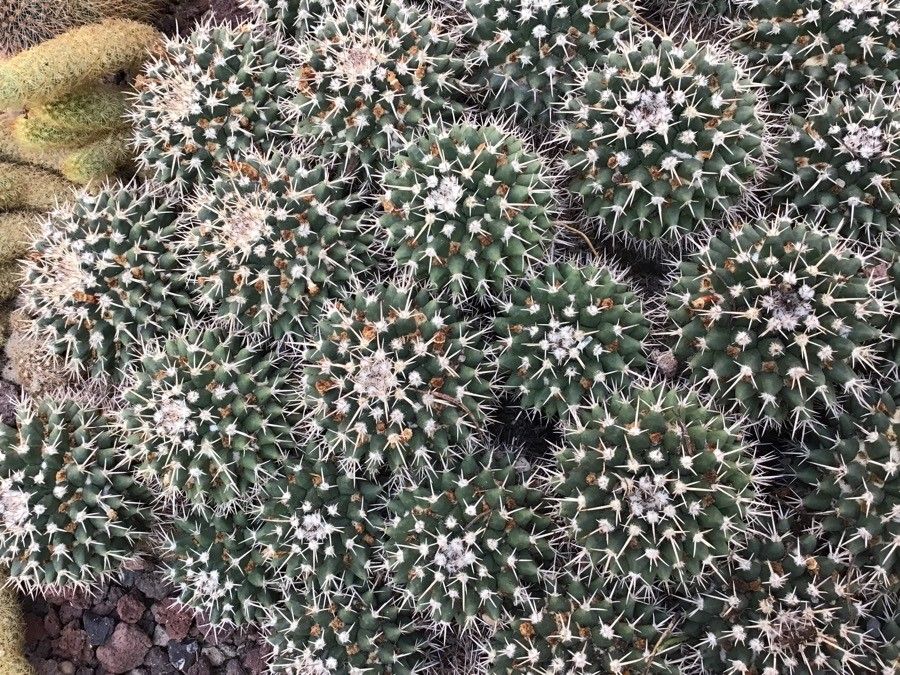 Mammillaria uncinata leaf