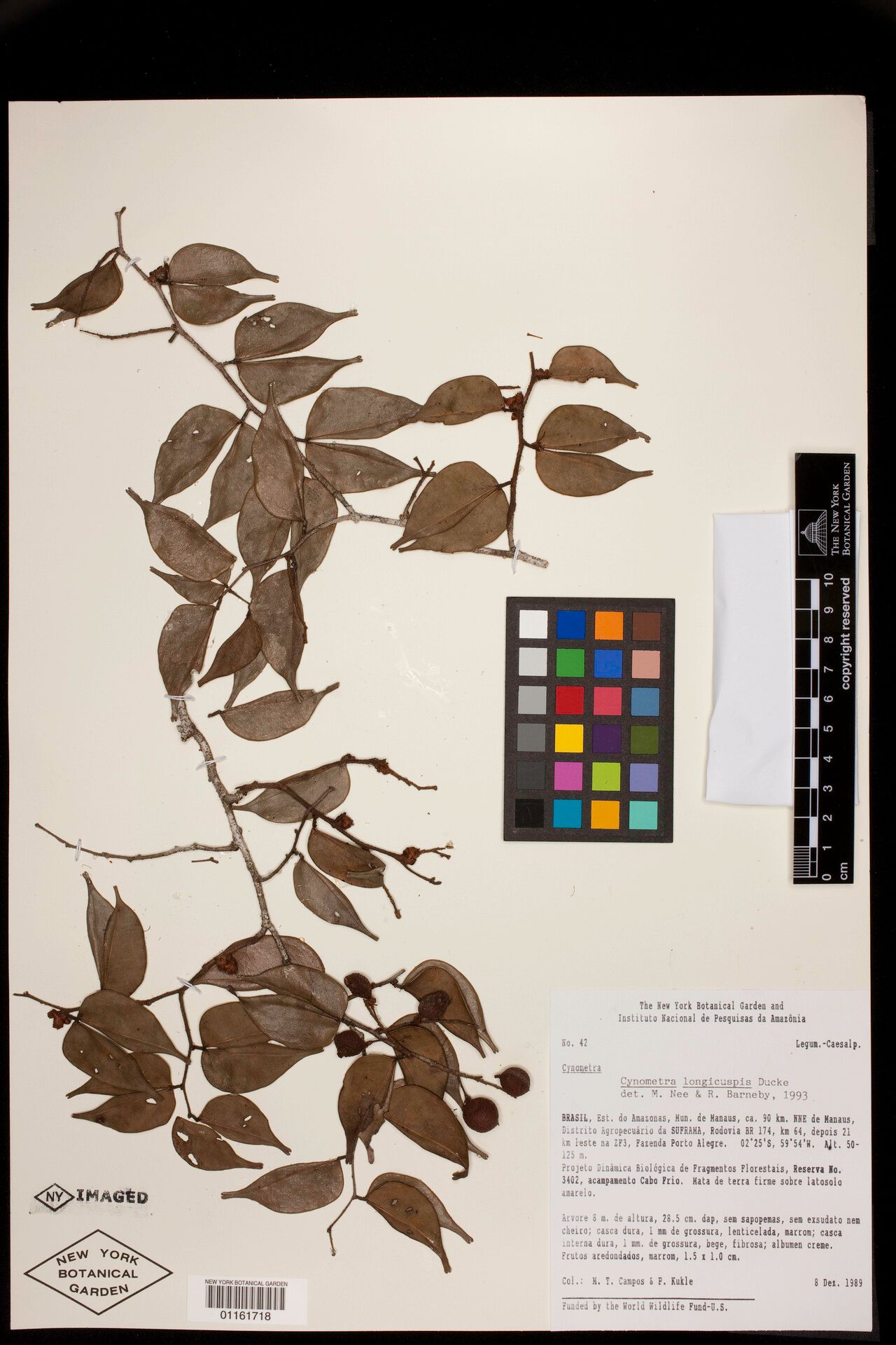 Cynometra longicuspis fruit