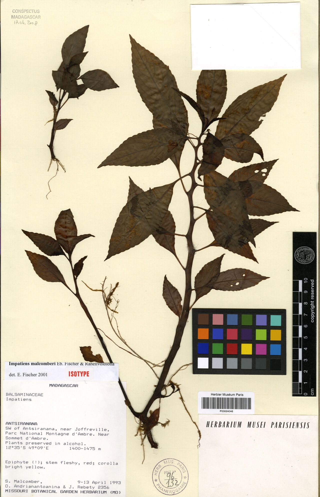 Impatiens malcomberi — houseplant care guide