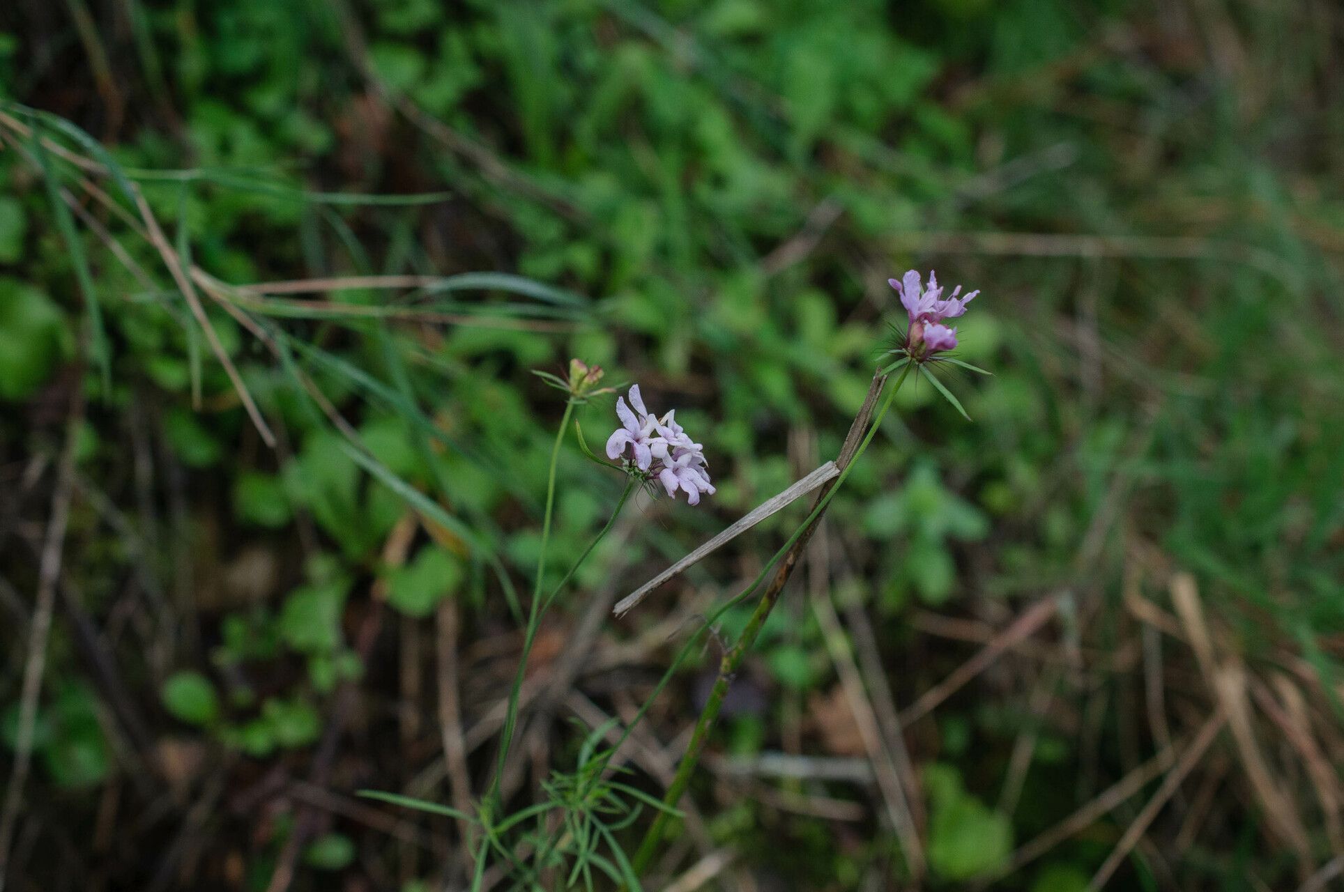 Scabiosa tenuis — houseplant care guide
