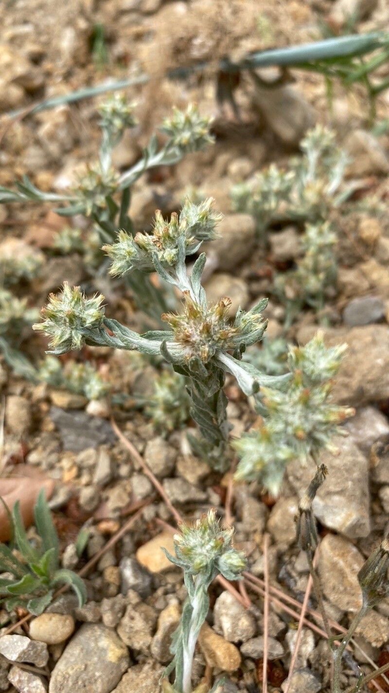 Filago lutescens flower