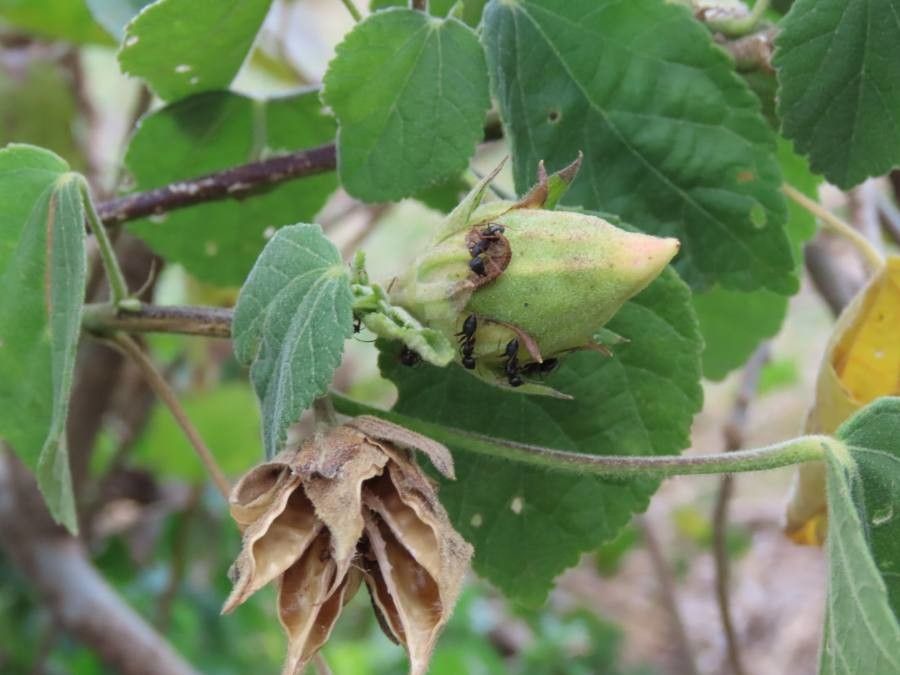 Hibiscus calyphyllus fruit