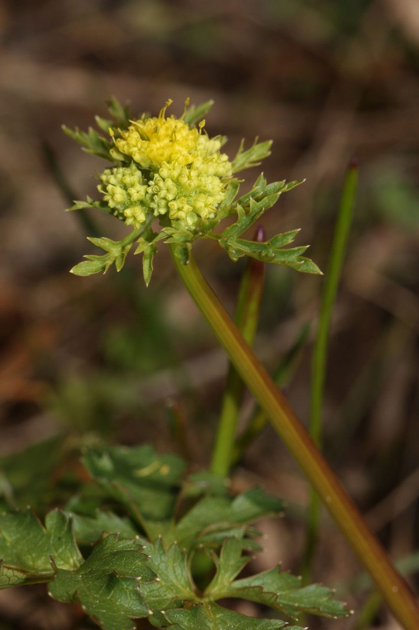 Sanicula graveolens flower
