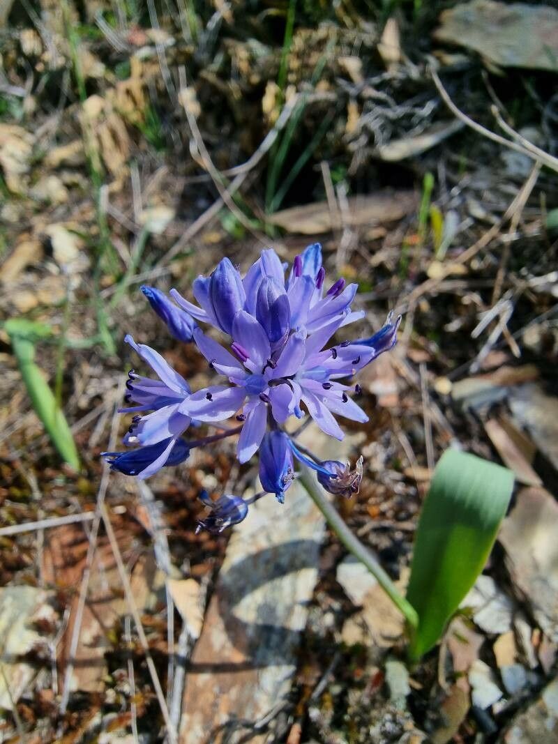 Scilla monophylla flower