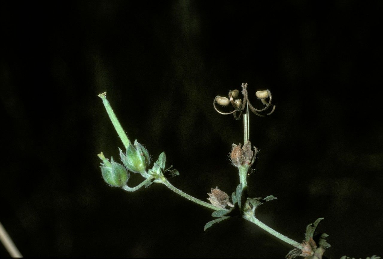Geranium berteroanum fruit
