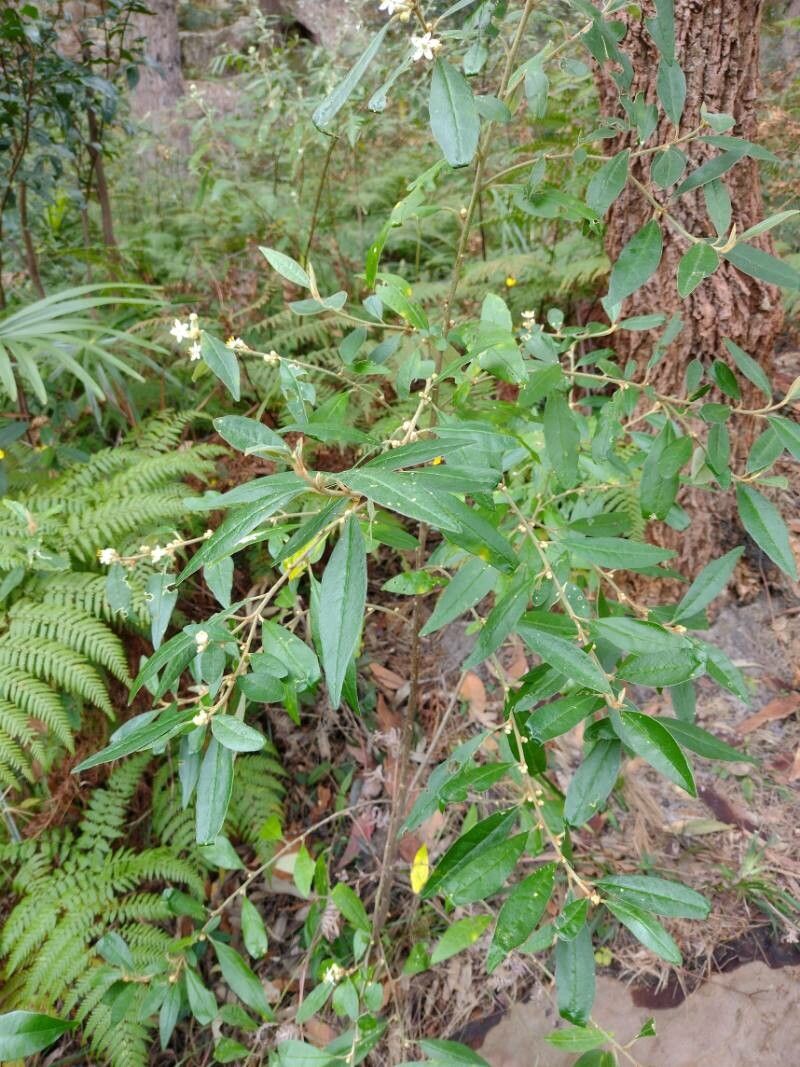 Asterolasia correifolia habit