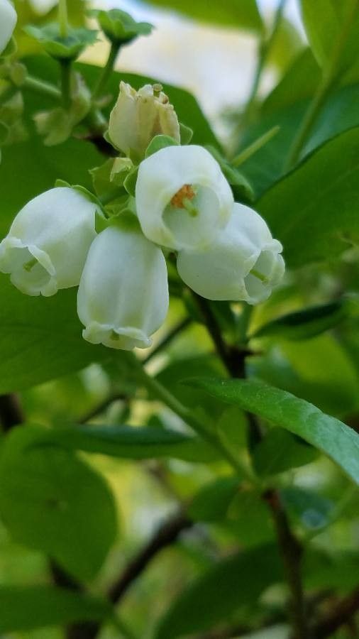 Vaccinium uliginosum flower