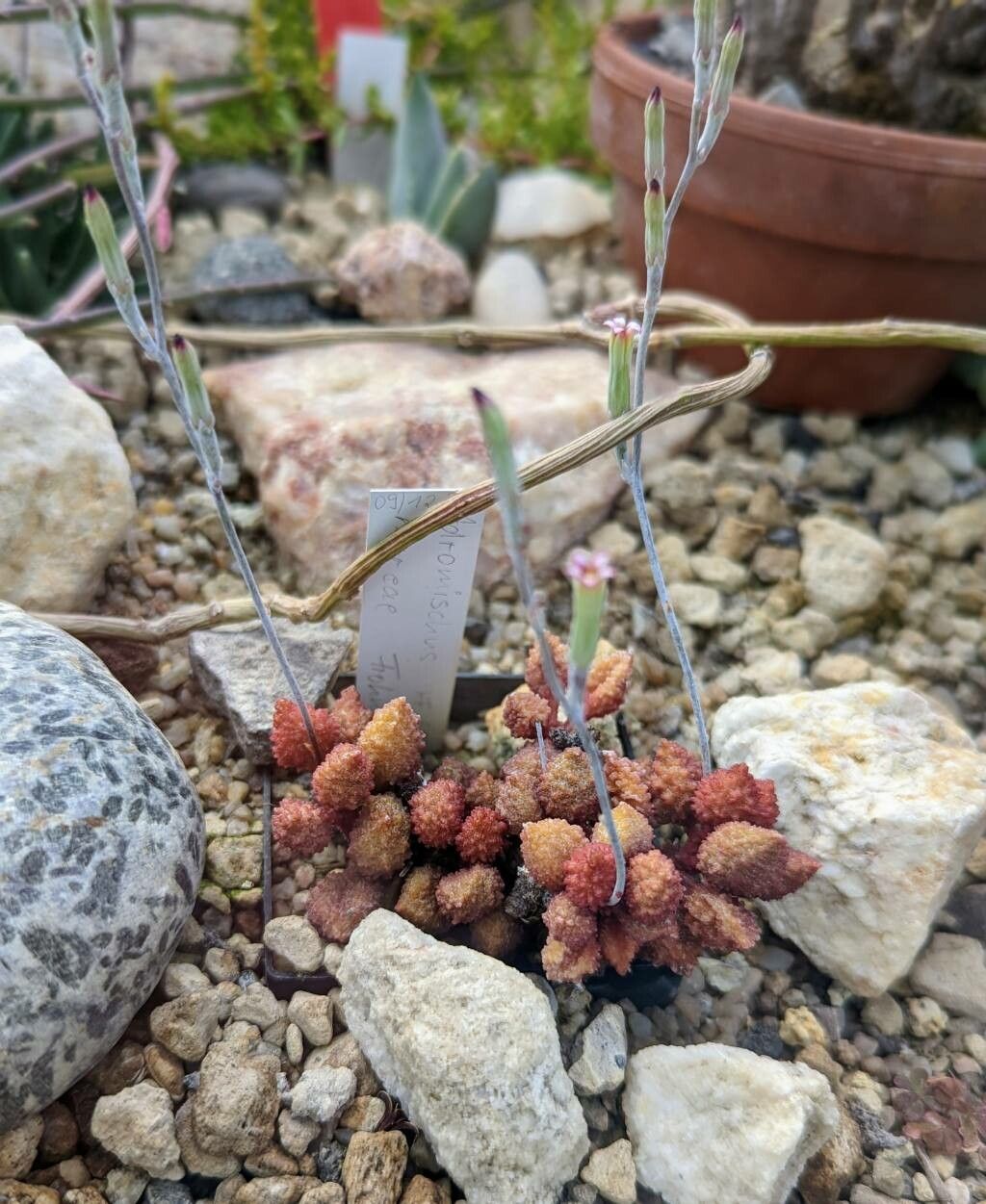 Adromischus marianae habit