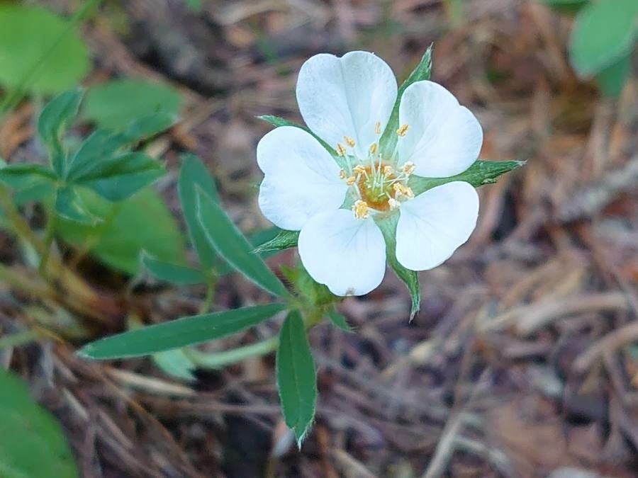 Potentilla alba flower