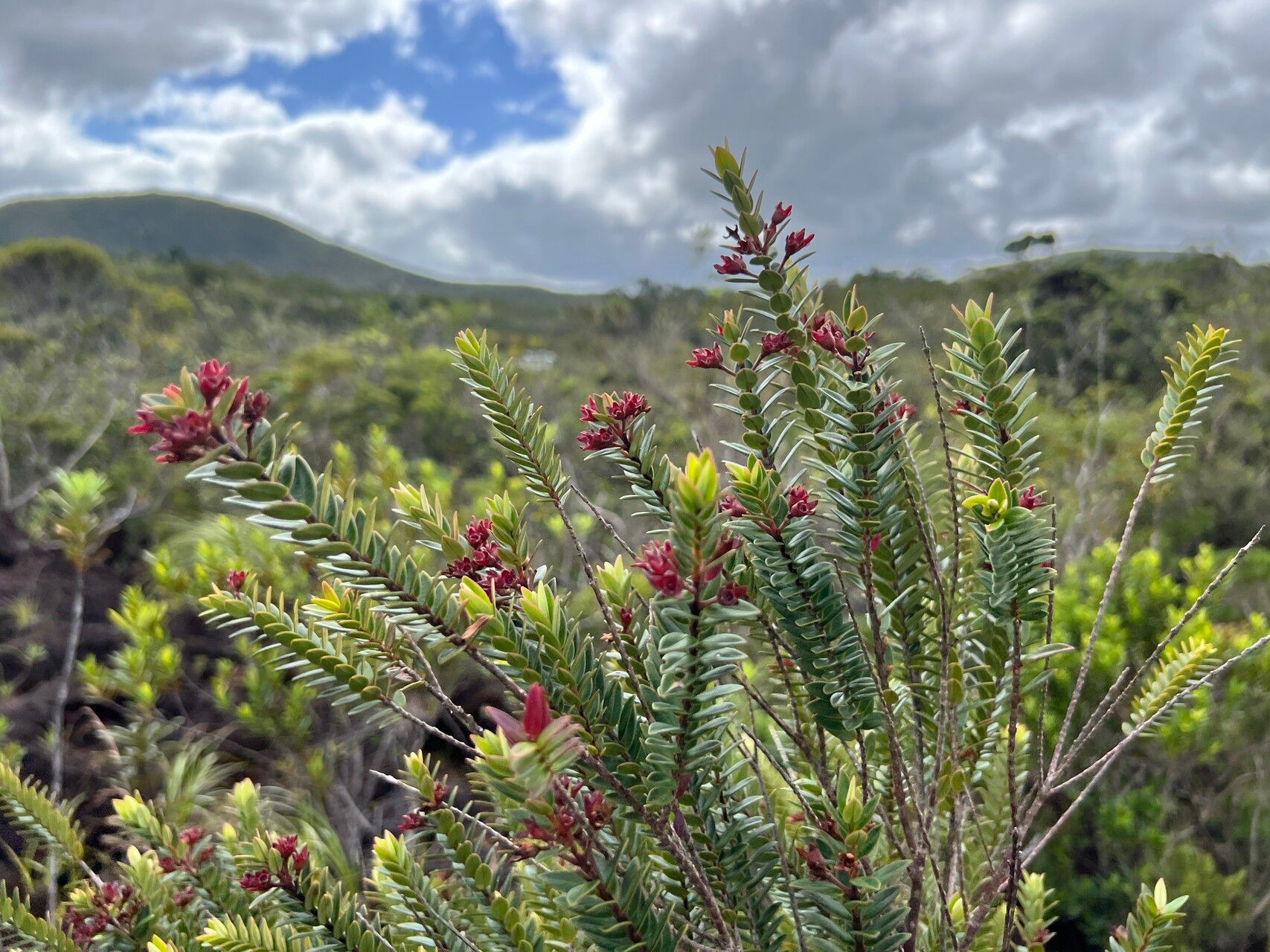 Metrosideros operculata — search result for 'Metrosideros'