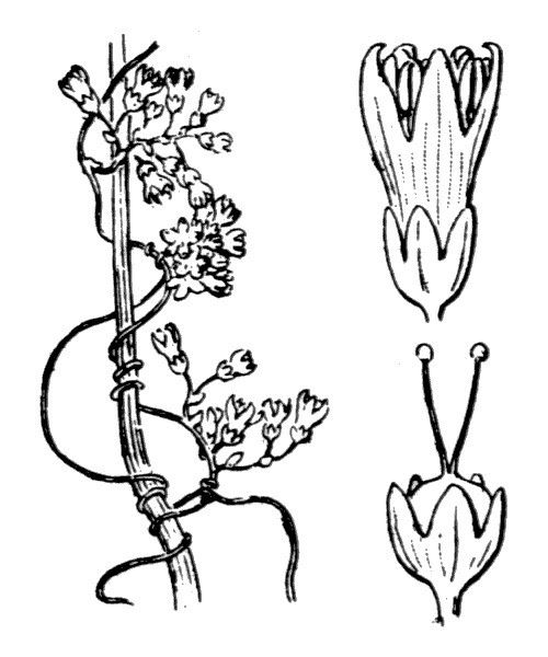 Cuscuta suaveolens other