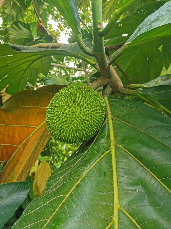 Artocarpus camansi fruit