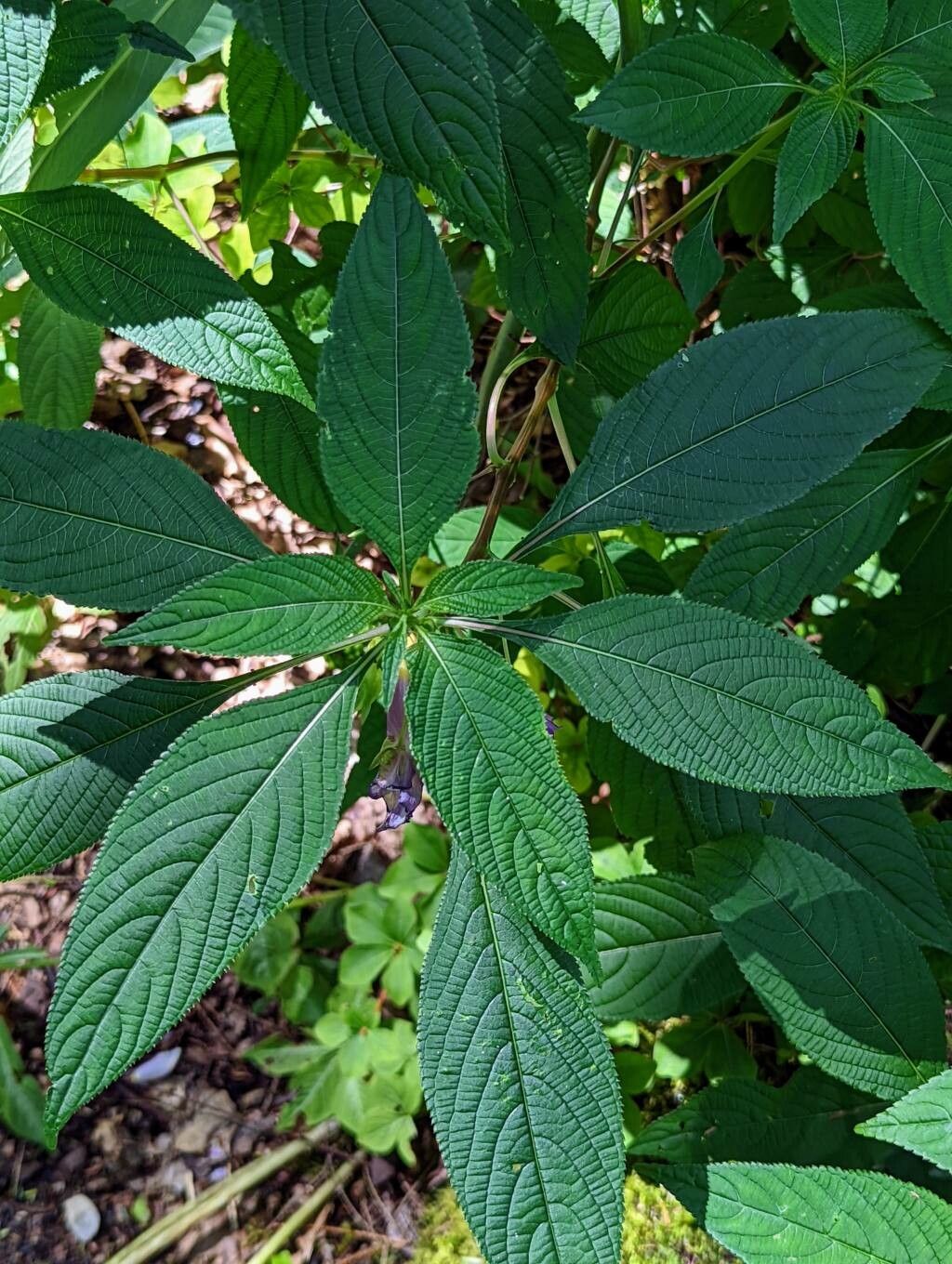Impatiens arguta — search result for 'Bhutan'