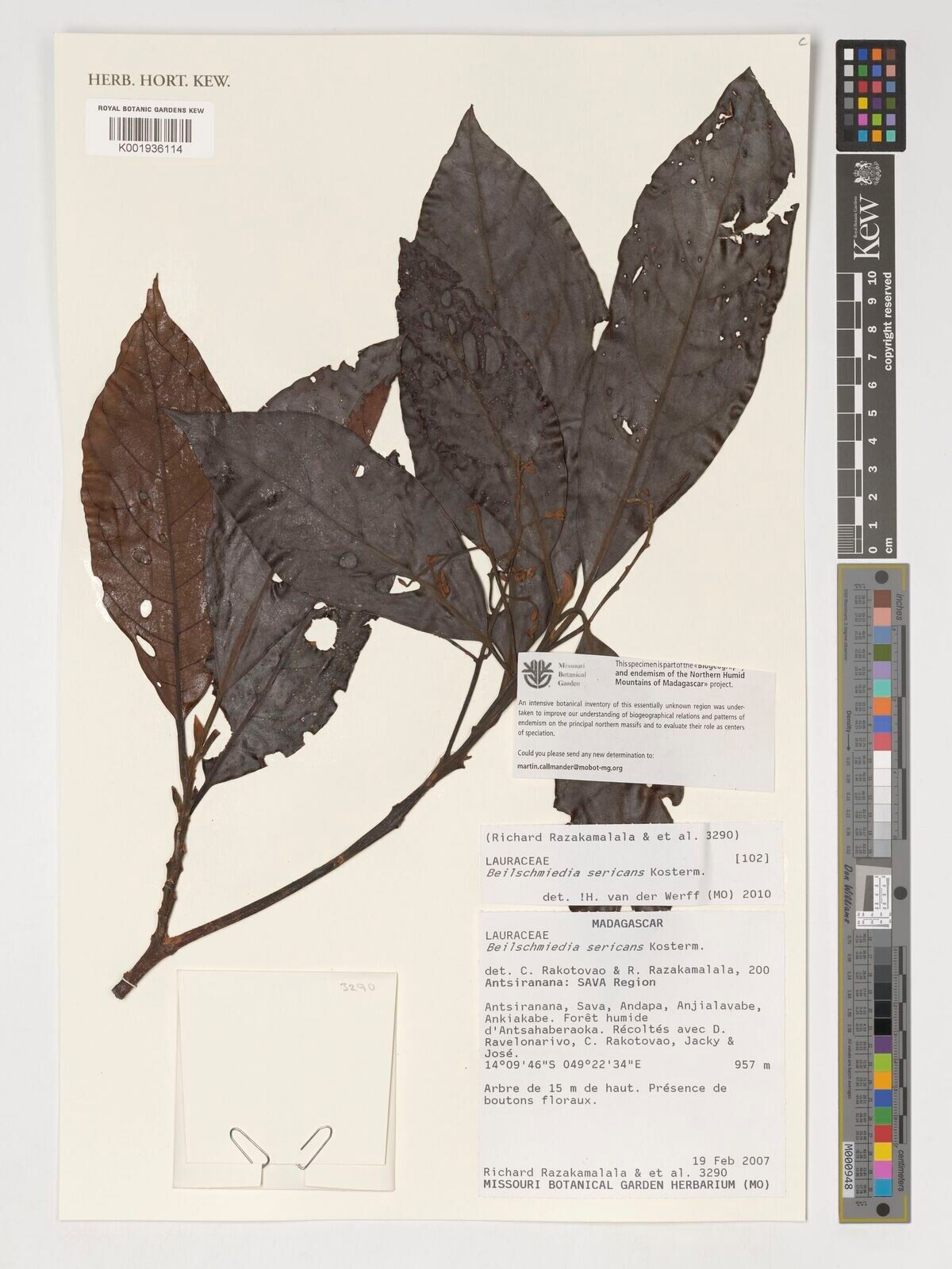 Beilschmiedia sericans — houseplant care guide