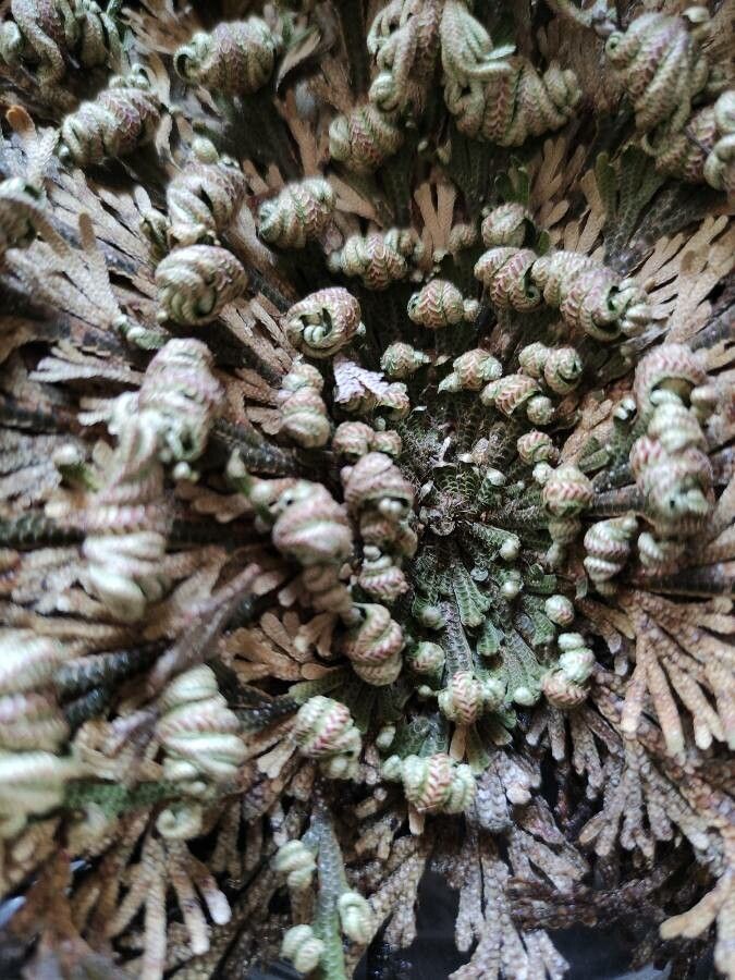 Selaginella lepidophylla