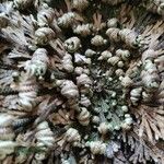 Selaginella lepidophylla