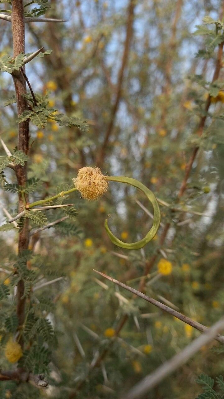 Acacia ehrenbergiana fruit