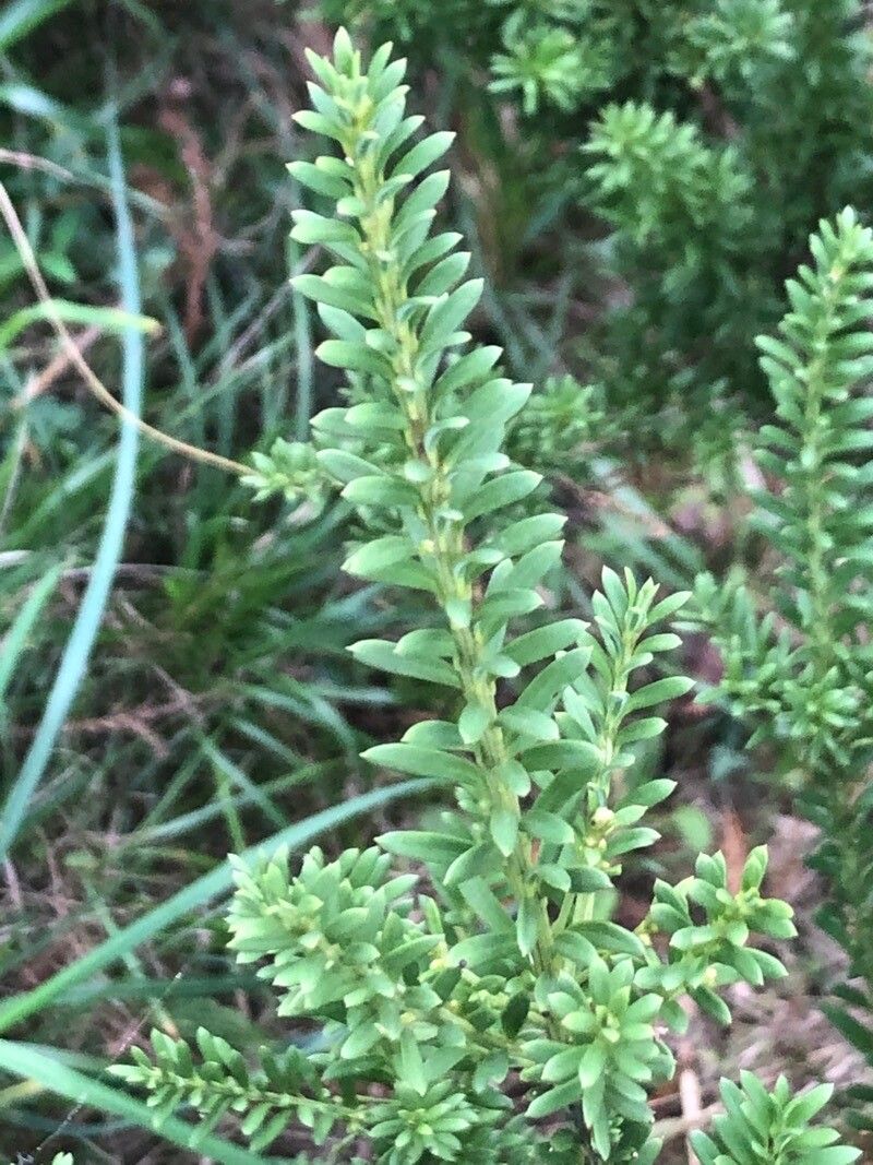 Podocarpus spinulosus leaf