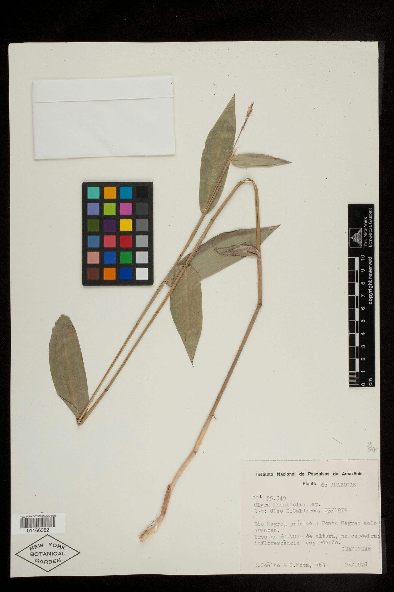 Olyra longifolia other