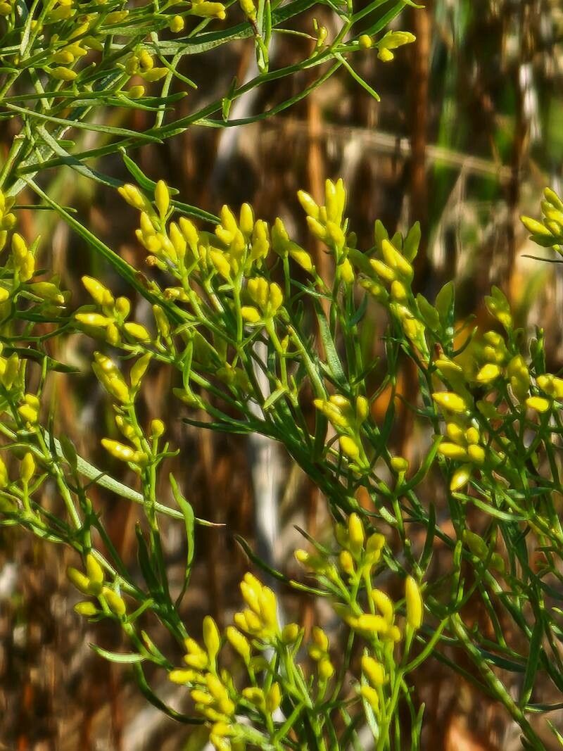Gutierrezia microcephala — search result for 'Gutierrezia'