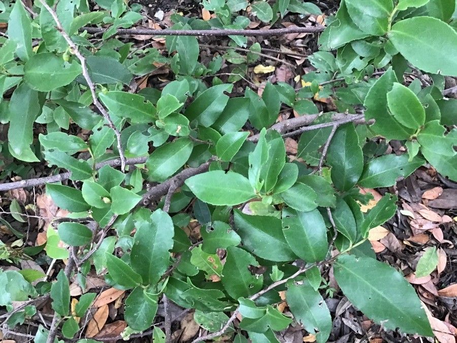 Visnea mocanera — search result for 'Canary Islands'