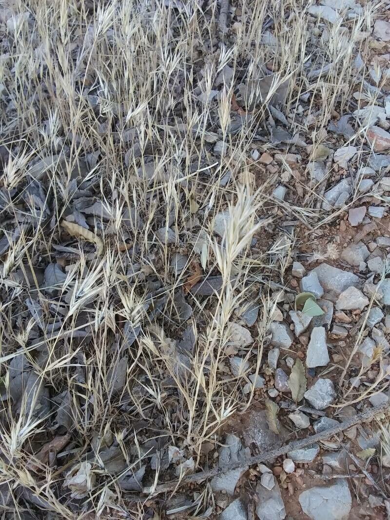 Bromus madritensis — search result for 'Bromus'