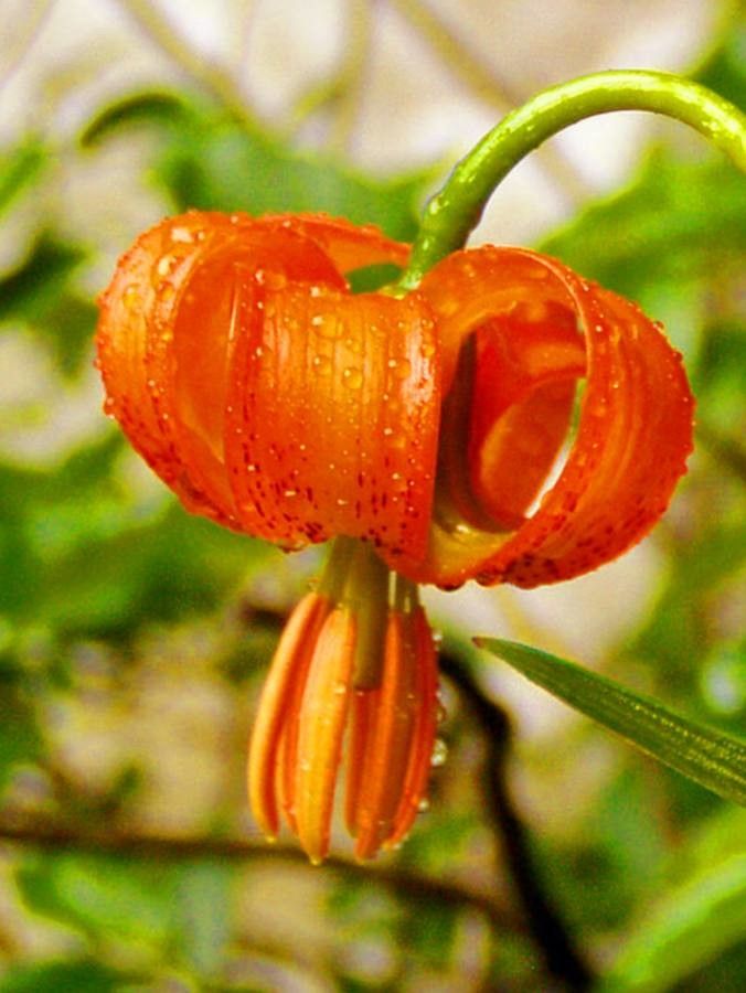 Lilium pomponium flower