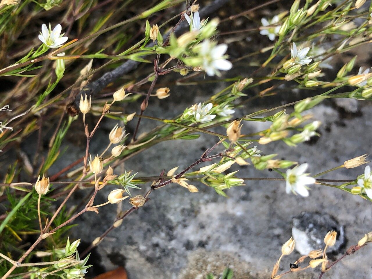 Minuartia rostrata fruit