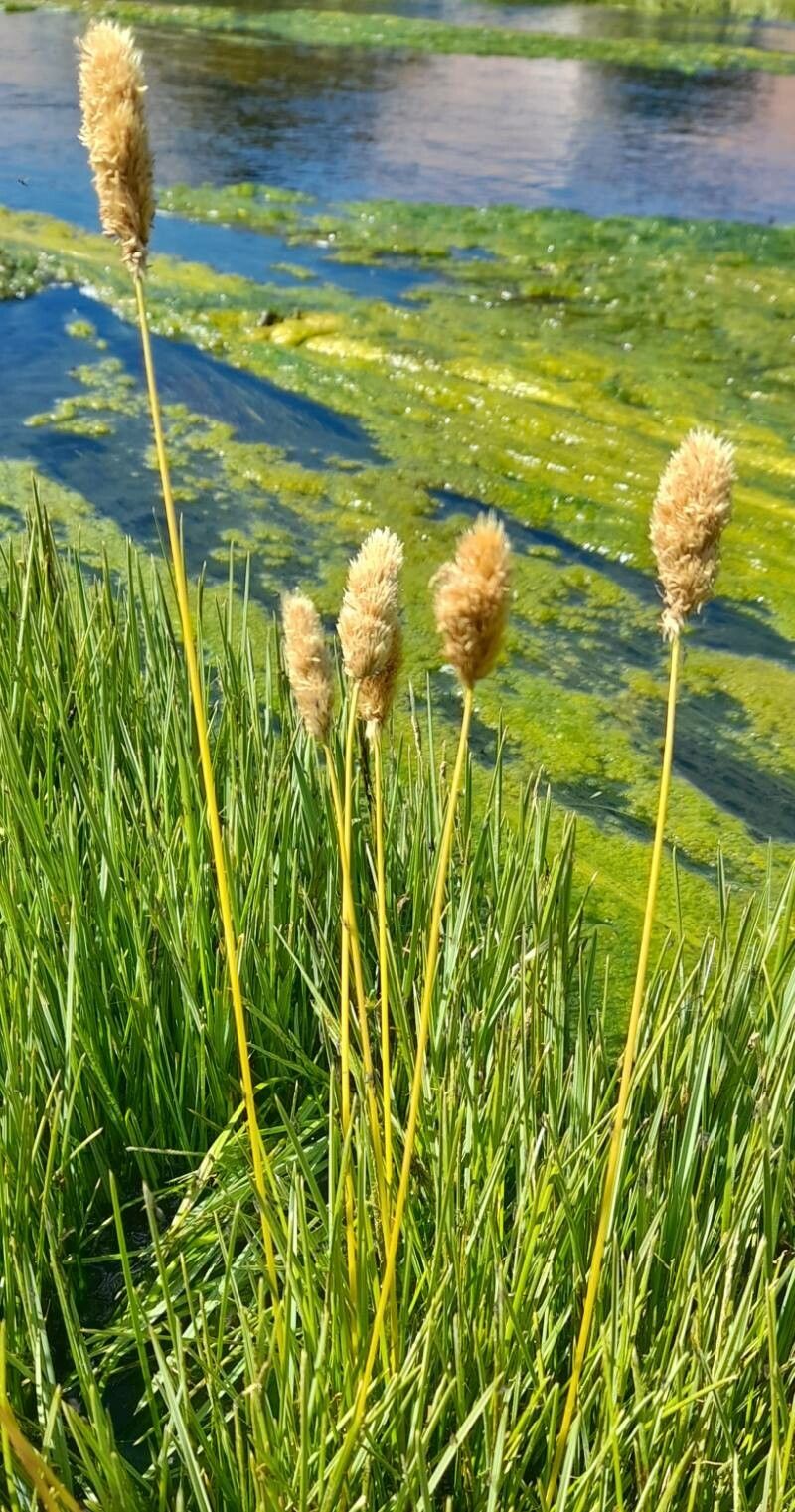 Deschampsia chrysantha habit