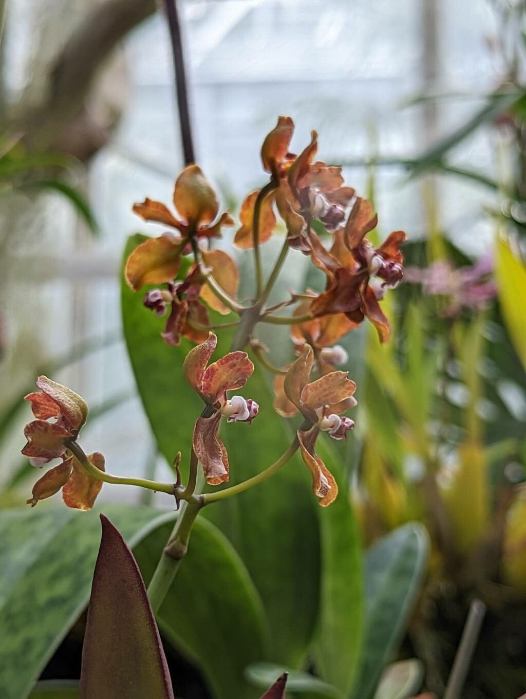 Trichocentrum microchilum flower