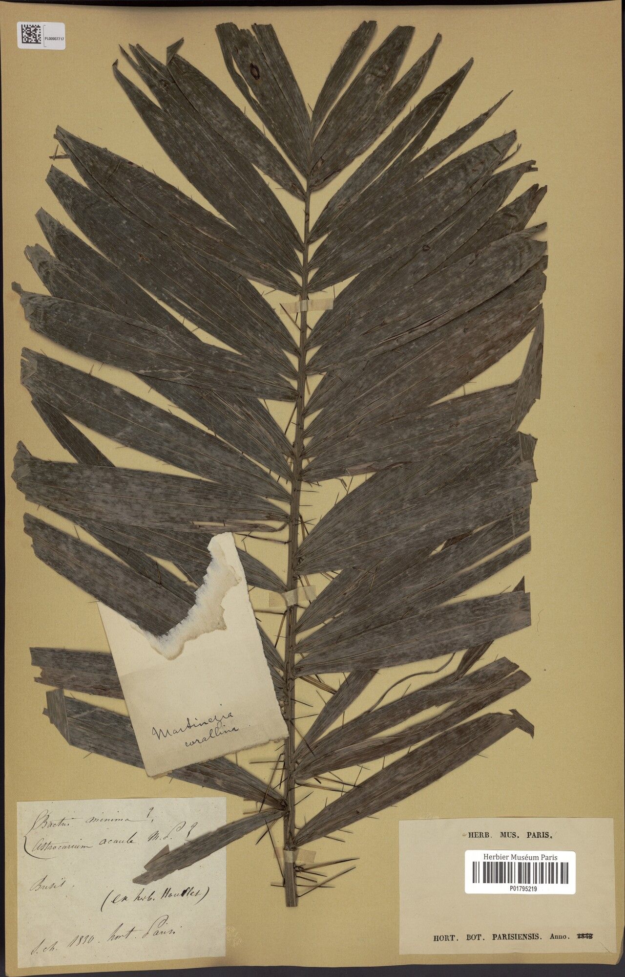 Astrocaryum acaule leaf