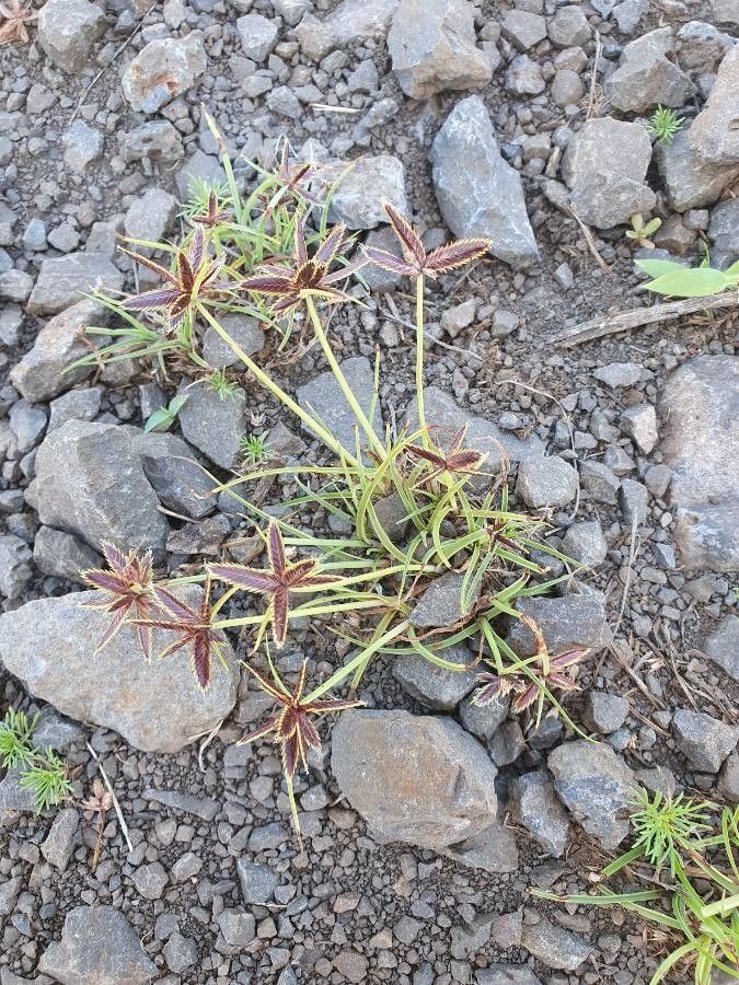 Cyperus rupestris habit
