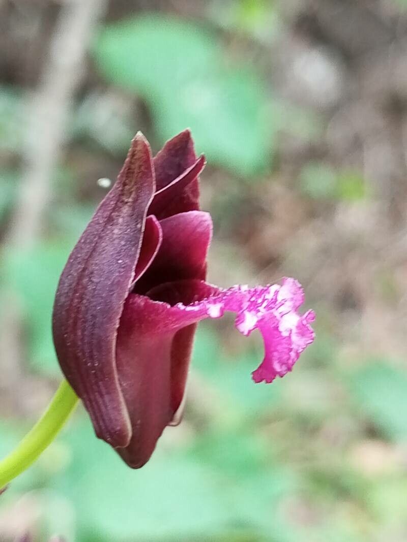 Eulophia nuda — houseplant care guide