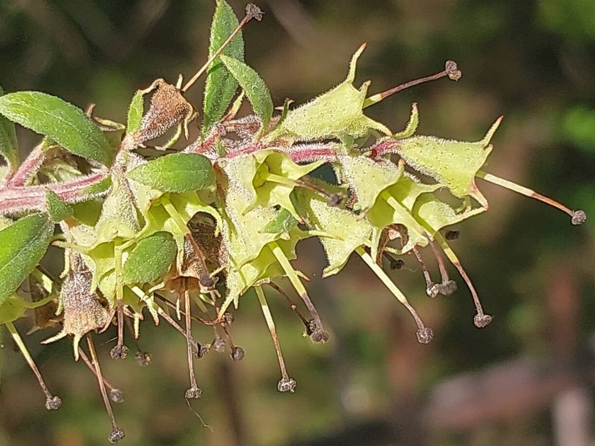 Escallonia illinita fruit
