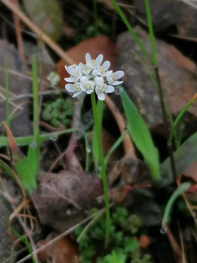 Teesdalia coronopifolia flower