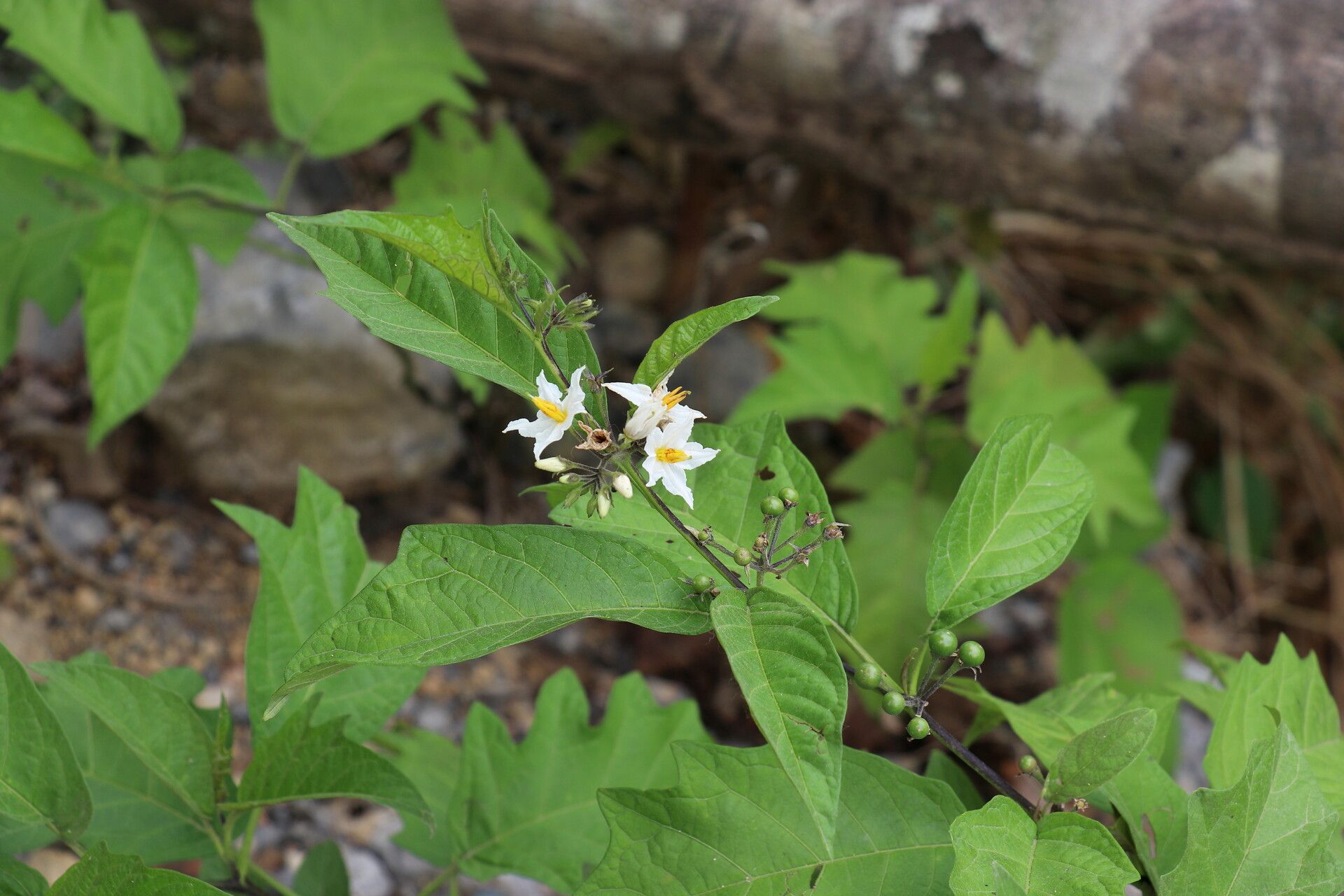 Solanum caricaefolium flower