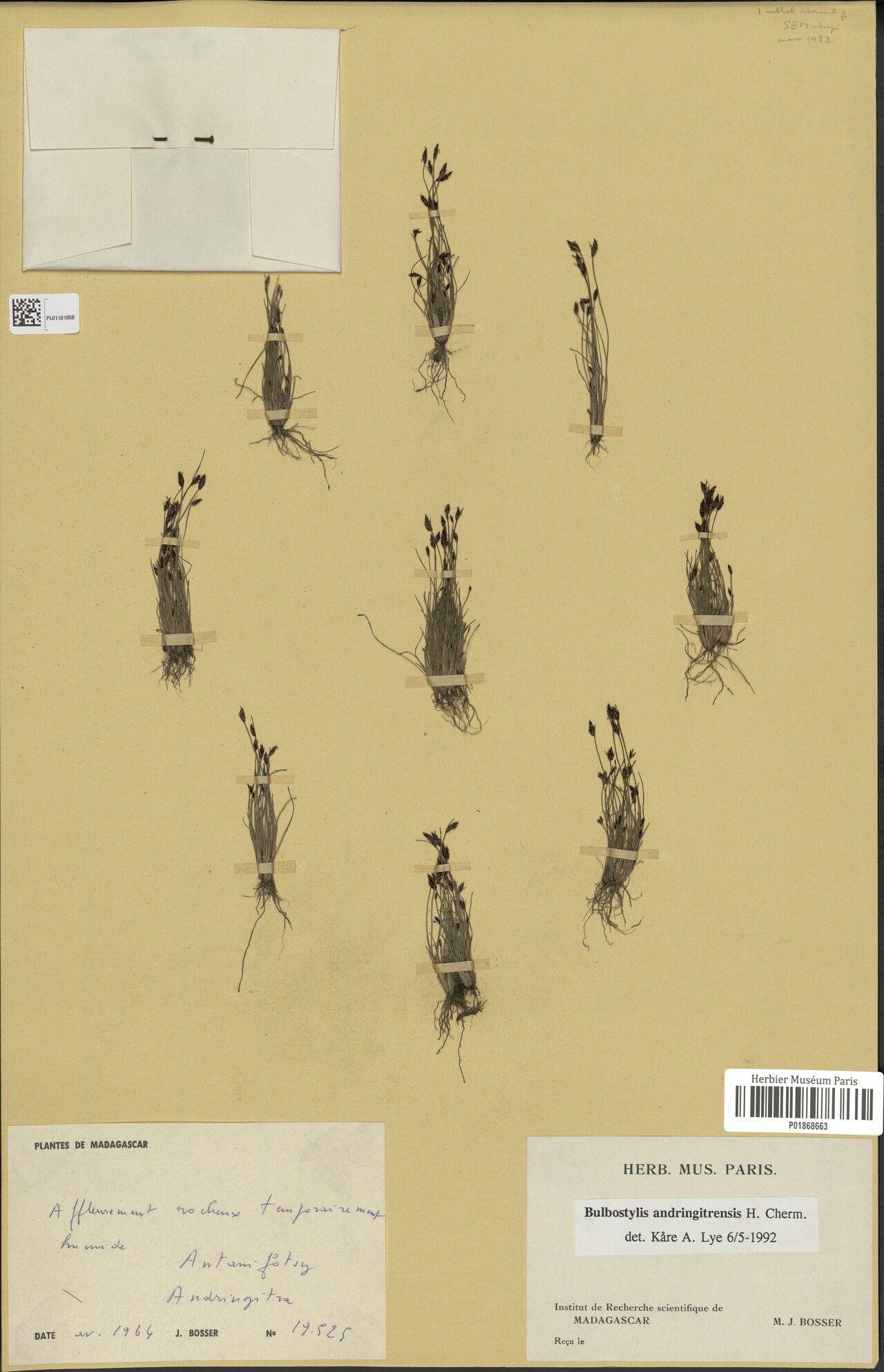 Bulbostylis andringitrensis — related species from the same genus