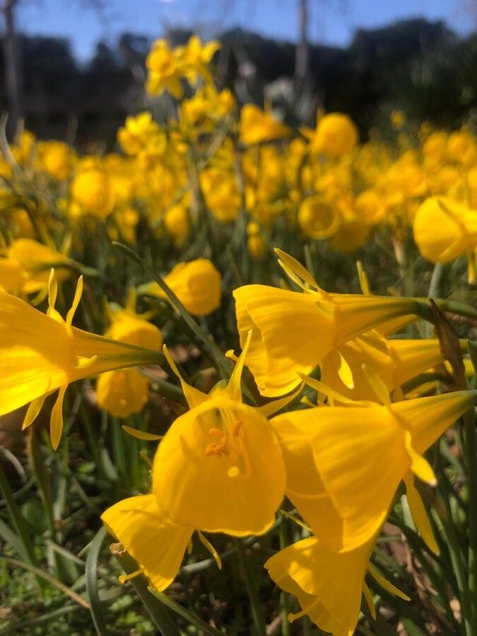 Narcissus cyclamineus flower