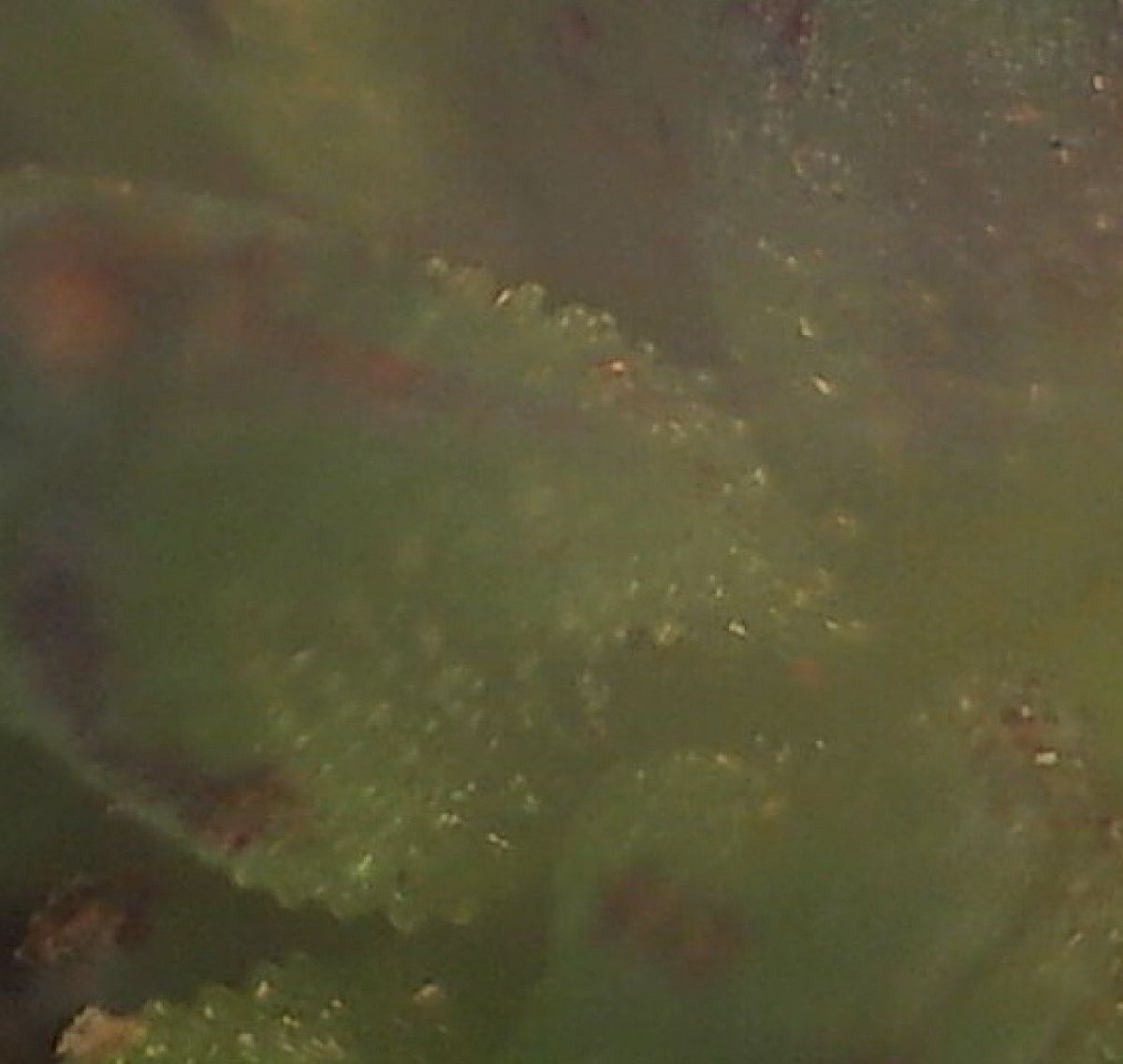 Baldellia repens leaf