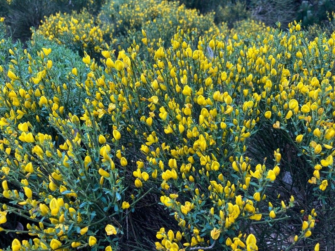 Cytisus balansae flower