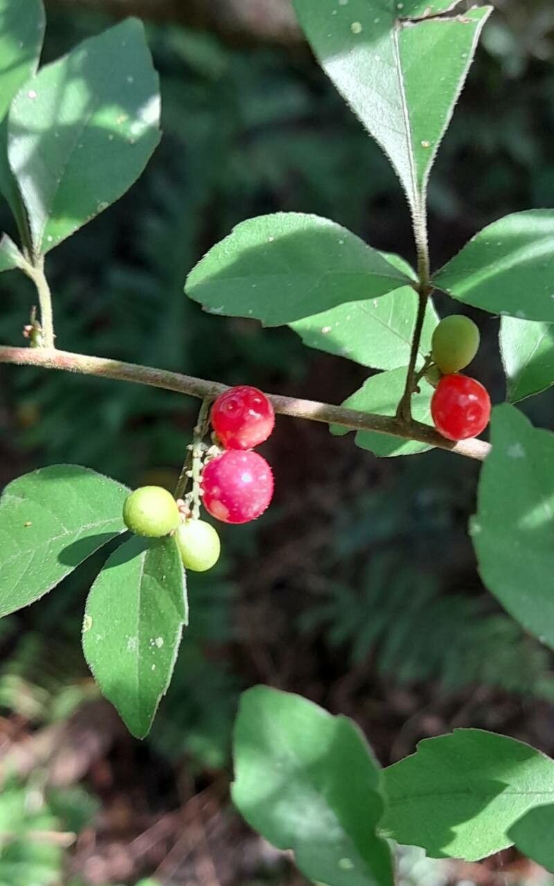 Allophylus guaraniticus fruit