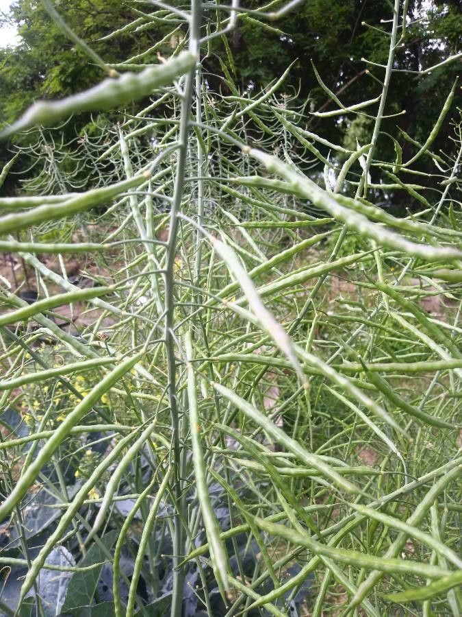 Brassica montana fruit