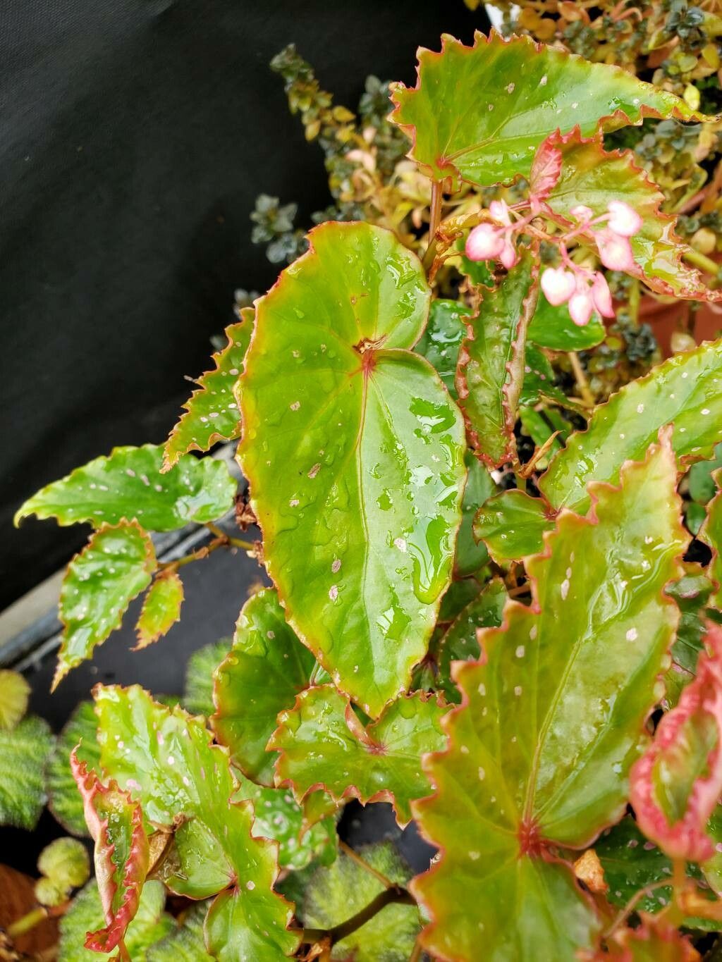 Begonia negrosensis — houseplant care guide