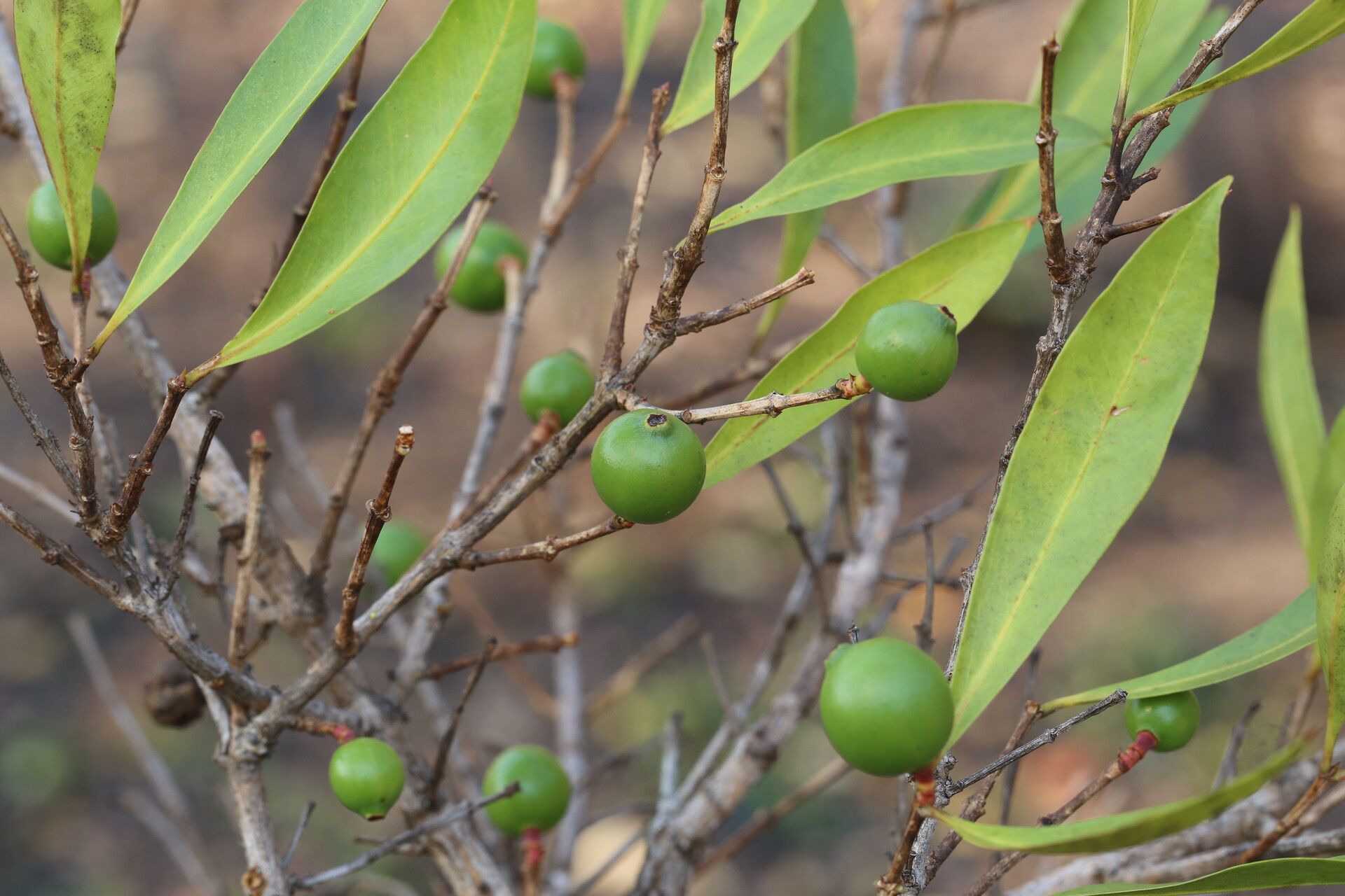 Garcinia huillensis fruit