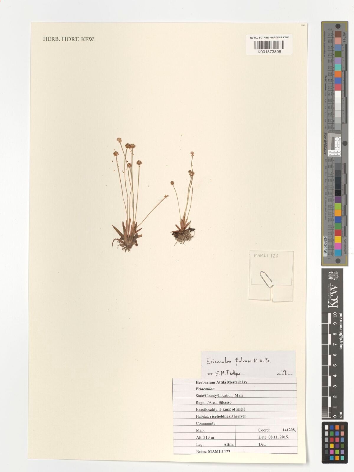 Eriocaulon fulvum — houseplant care guide