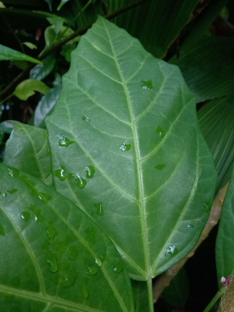 Pavonia cauliflora — search result for 'Pavonia'