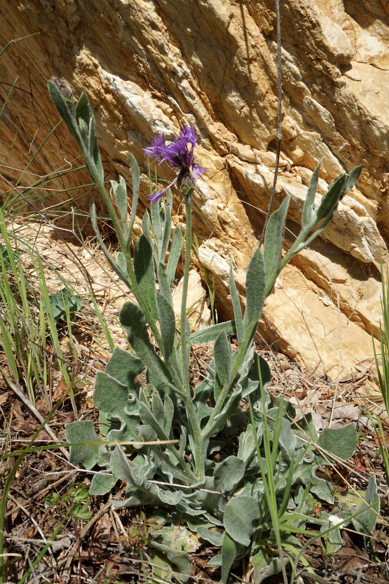 Centaurea cyanomorpha habit